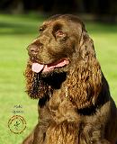 Field Spaniel 9P018D-158